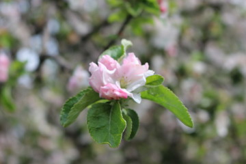 Obraz premium Tender pink flowers bloom on an apple tree in spring in the garden on a sunny day.
