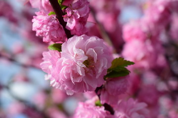 Obraz premium pink cherry blossoms