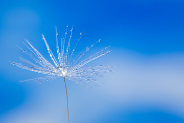 a dandelion seed with a Dewdrop stands in the water close up