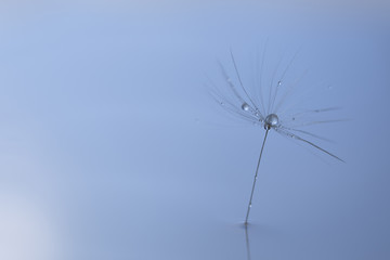 a dandelion seed with a Dewdrop stands in the water close up