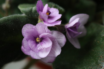 Wild violets are a pale pink color on the window of the apartment