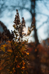 Autumn plants macro in a park