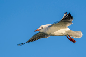 A black-headed gull (Larus ridibundus / Chroicocephalus ridibundus) flying over the Mediterranean Sea