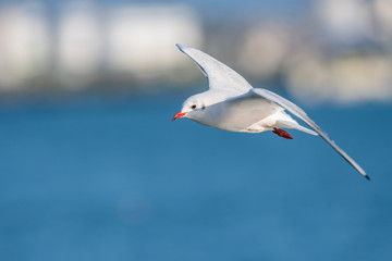 A black-headed gull (Larus ridibundus / Chroicocephalus ridibundus) flying over the Mediterranean Sea