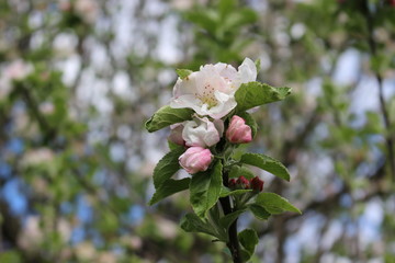 
Tender pink flowers bloom on an apple tree in spring in the garden on a sunny day.