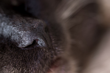 black cat nose close up