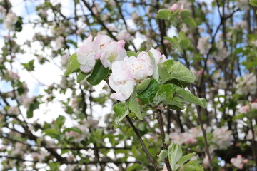 
Tender pink flowers bloom on an apple tree in spring in the garden on a sunny day.