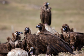Cinereous (Eurasian Black) Vulture (Aegypius monachus), Full Length Portrait.