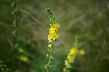yellow flowers on a green background