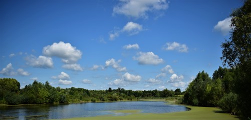 Fototapeta premium lake in the forest