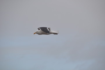 A single Seagull in flight