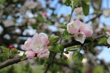 
Tender pink flowers bloom on an apple tree in spring in the garden on a sunny day.