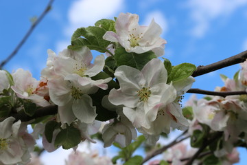 
Tender pink flowers bloom on an apple tree in spring in the garden on a sunny day.