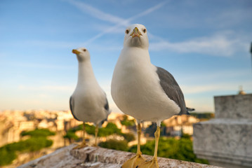 Angry Seagull in Rome, Italy 
