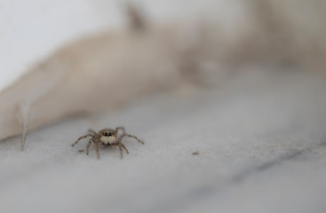 Jumping spider macro shot photographed on marble. Menemerus semilimbatus.
