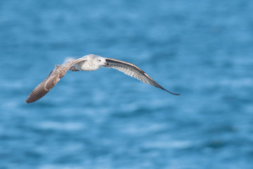 A yellow-legged gull (Larus michahellis) flying over the Mediterranean sea.
