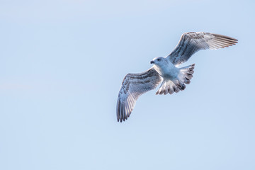 A yellow-legged gull (Larus michahellis) flying over the Mediterranean sea.