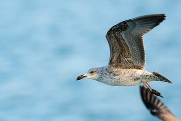 A yellow-legged gull (Larus michahellis) flying over the Mediterranean sea.