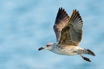 A yellow-legged gull (Larus michahellis) flying over the Mediterranean sea.