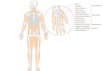 Anatomie - menschliches Skelett - Hand (deutsche Beschriftung)