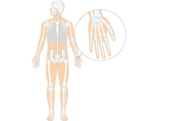 Anatomie - menschliches Skelett - Hand