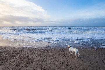dog on the beach
