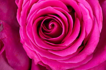 Obraz na płótnie Canvas Pink rose flower