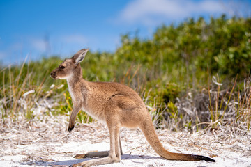 Baby joey kangoeroe kant op in de buurt van de bush op het strand van Lucky Bay, Cape Le Grand National Park, Esperance, West-Australië