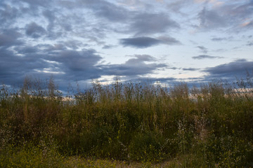 dramatic cloudy sky and vegetation