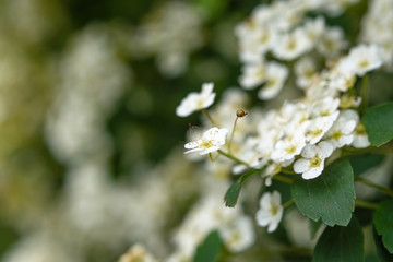 White Spiraea (lat. Spiraea) bushy. Beautiful spring white Bush on a blurred background. Green and white flower. Small perennial white flowers. Flower of the bride