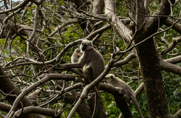 close up shot of gray langurs sitting on tree branches and blurry green in the background