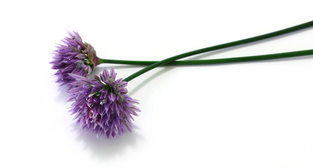 Two garlic flowers lie horizontally on a white background.