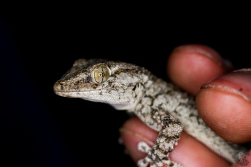 bruchi e gechi con ragni e formiche ...la notte prende vita