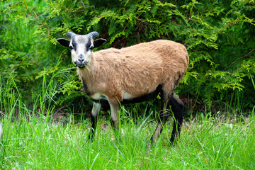 Junger Kamerunschaf-Bock auf Wiese