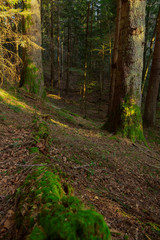 Fir tree forest with moss and green forest vegetation. Natural coniferous forest of the Carpathians. Fir forest in the Carpathians. European silver fir forest.
