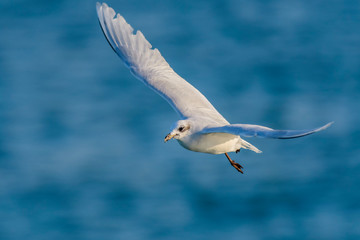 A mediterranean gull (Ichthyaetus melanocephalus / Larus melanocephalus) flying over the Mediterranean sea.