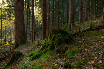 Fir tree forest with moss and green forest vegetation. Natural coniferous forest of the Carpathians. Fir forest in the Carpathians. European silver fir forest.
