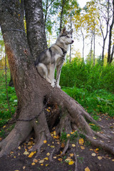 portrait of dog of husky breed. The dog sits on a growing tree against the background of the forest andguards the house