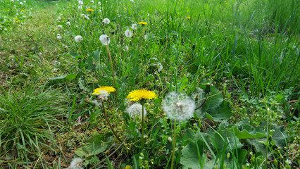 Löwenzahn Pusteblume und andere veilchen auf Wiese Sommer sonne 