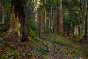 Fir tree forest with moss and green forest vegetation. Natural coniferous forest of the Carpathians. Fir forest in the Carpathians. European silver fir forest.
