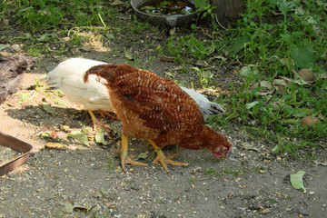 A red rooster and several white chickens pecking grain.