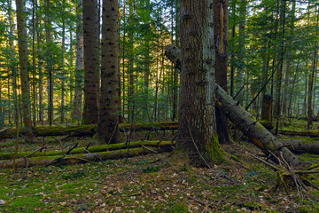 Obraz premium Fir tree forest with moss and green forest vegetation. Natural coniferous forest of the Carpathians. Fir forest in the Carpathians. European silver fir forest. 