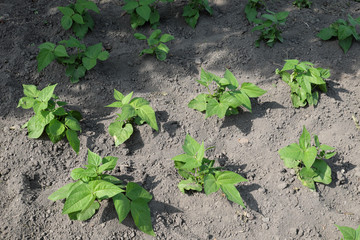Bean stalks grow in the home garden. Homegrown foods.
