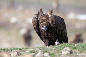 Cinereous (Eurasian Black) Vulture (Aegypius monachus), Full Length Portrait.