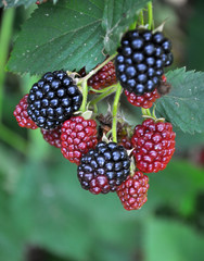 On the branch ripen the blackberries (Rubus fruticosus)