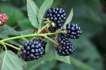 On the branch ripen the blackberries (Rubus fruticosus)
