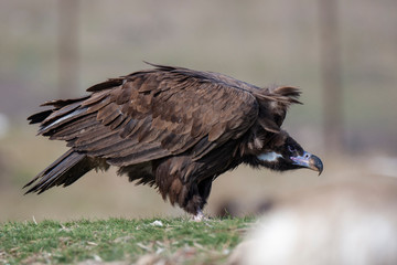 Cinereous (Eurasian Black) Vulture (Aegypius monachus), Full Length Portrait.