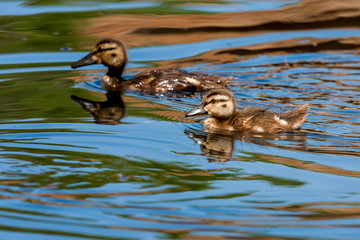 Two Ducklings on a lake, close up, copy space for text or design work.