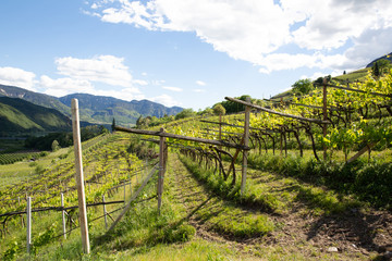 vineyard in tuscany italy