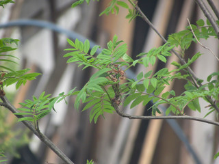 Branch of a tree